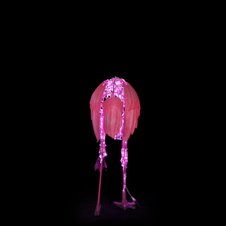 Flamingio Standing On One Leg