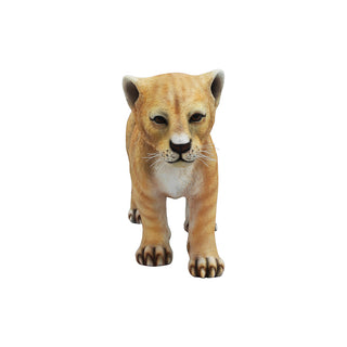 Lion Cub