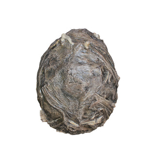 Owl Pellet